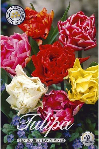 Tulpan Double Early Mix 15-pakning